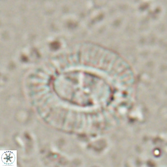 Clausicoccus norrisii VR 025364