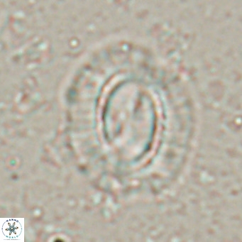 Clausicoccus norrisii VR 025365