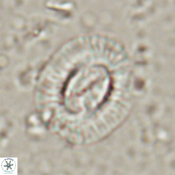 Clausicoccus norrisii VR 025366