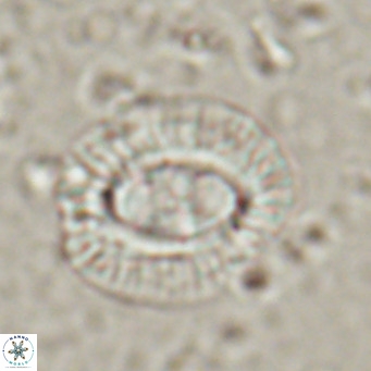 Clausicoccus norrisii VR 025367