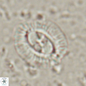 Clausicoccus norrisii VR 025363