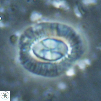 Clausicoccus norrisii VR 025375