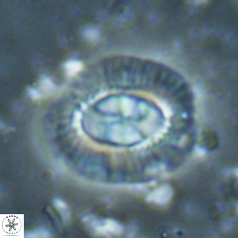 Clausicoccus norrisii VR 025370