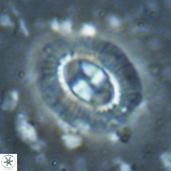 Clausicoccus norrisii VR 025371