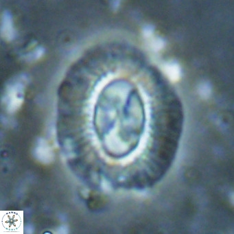 Clausicoccus norrisii VR 025372