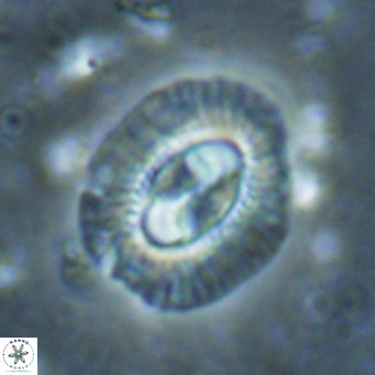 Clausicoccus norrisii VR 025373
