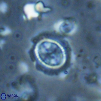 Clausicoccus singularis 27802