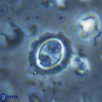 Clausicoccus singularis 27804