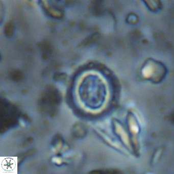 Clausicoccus singularis VR 026989