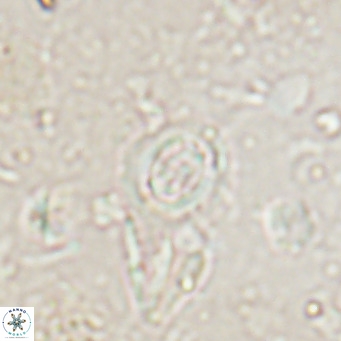 Clausicoccus singularis VR 026998