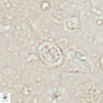 Clausicoccus singularis VR 027001