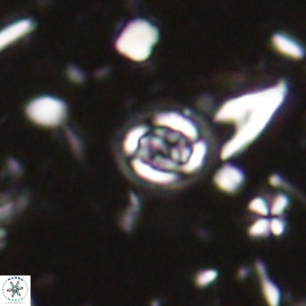 Clausicoccus singularis VR 027005