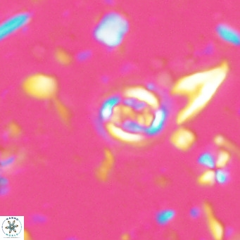 Clausicoccus singularis VR 027006