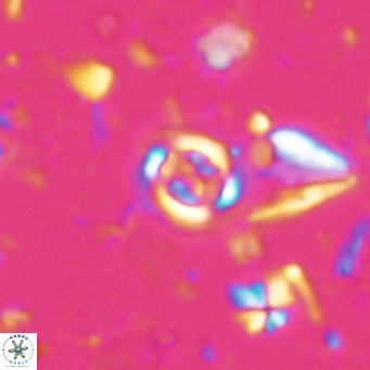 Clausicoccus singularis VR 027007