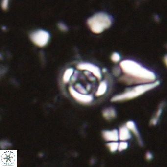 Clausicoccus singularis VR 027008