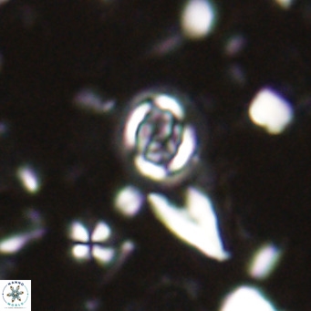 Clausicoccus singularis VR 027009
