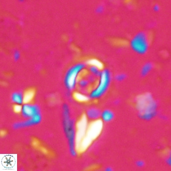Clausicoccus singularis VR 027011