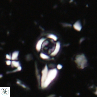 Clausicoccus singularis VR 027012