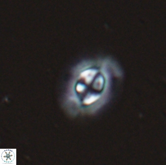 Clausicoccus subdistichus 25050
