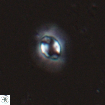 Clausicoccus subdistichus 25057