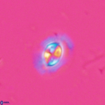 Clausicoccus subdistichus 25054