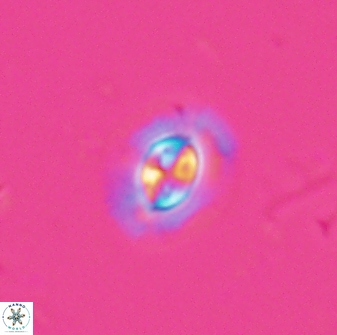 Clausicoccus subdistichus 25054