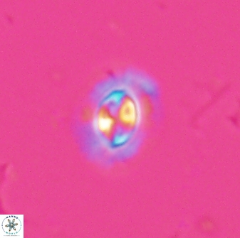 Clausicoccus subdistichus 25055