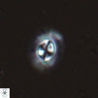 Clausicoccus subdistichus 25056