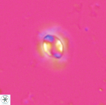 Clausicoccus subdistichus 25058