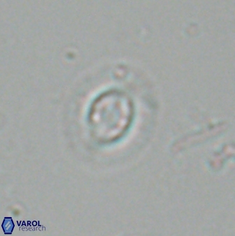 Clausicoccus subdistichus 25060