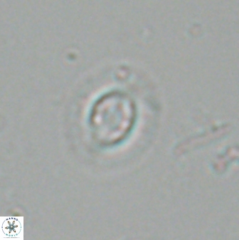 Clausicoccus subdistichus 25060