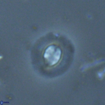 Clausicoccus subdistichus 25065