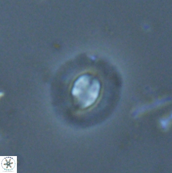 Clausicoccus subdistichus 25065