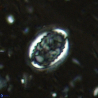 Clausicoccus vanheckiae VR 03112