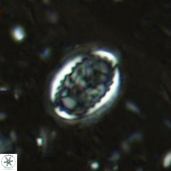 Clausicoccus vanheckiae VR 03112