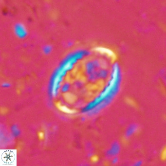Clausicoccus vanheckiae VR 03113