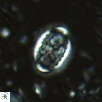 Clausicoccus vanheckiae VR 03114