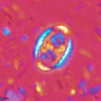 Clausicoccus vanheckiae VR 03115