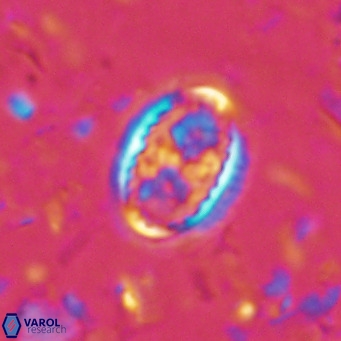 Clausicoccus vanheckiae VR 03115