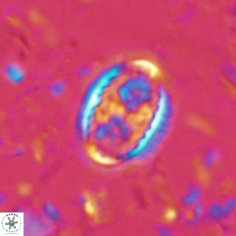 Clausicoccus vanheckiae VR 03115