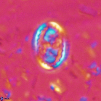 Clausicoccus vanheckiae VR 03116