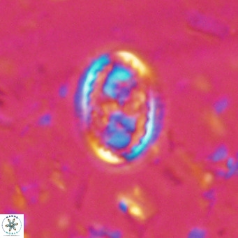 Clausicoccus vanheckiae VR 03116
