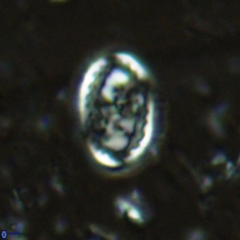 Clausicoccus vanheckiae VR 03117