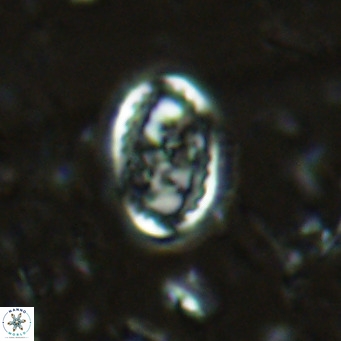 Clausicoccus vanheckiae VR 03117