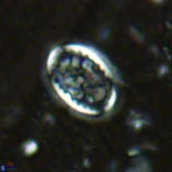 Clausicoccus vanheckiae VR 03118