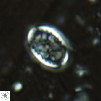 Clausicoccus vanheckiae VR 03118