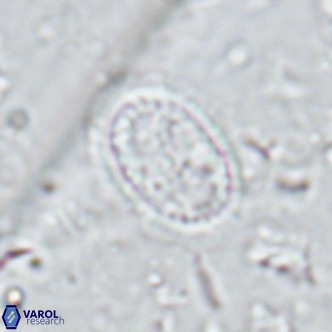 Clausicoccus vanheckiae VR 03120