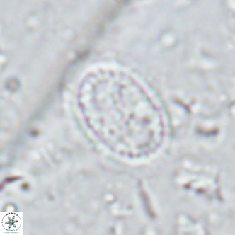 Clausicoccus vanheckiae VR 03120