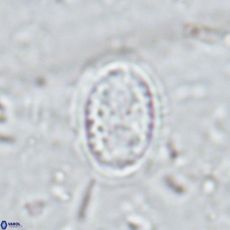 Clausicoccus vanheckiae VR 03121