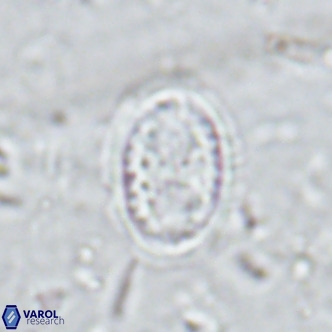 Clausicoccus vanheckiae VR 03121